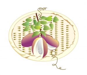 あけびの無料イラストダウンロード